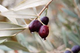 Image result for images picking olive fruits