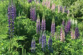 Perennial Lupine Flower Seed Johnny S Selected Seeds