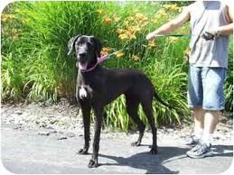 Great dane puppy rescue ohio. Batavia Oh Great Dane Meet Scooby Sue A Pet For Adoption