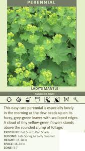 Image result for Alchemilla microbetula