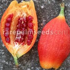 Image result for Kedrostis leloja