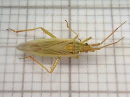 Image result for Stenostelma