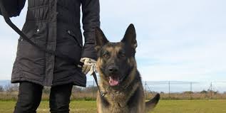 See full list on k9stud.com Trained German Shepherd For Sale Elite Protection Dogs Full Contact K9
