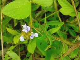 Image result for Calopogonium mucunoides