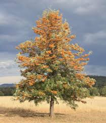 Image result for Grevillea