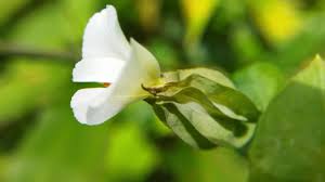 Image result for Canscora alata