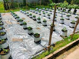 Check spelling or type a new query. Anjel Farm Garden Projek Sistem Fertigasi Anjel Farm 2021