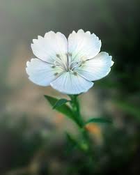 The cuckoo flower produces loose clusters of white flowers, which have four white petals and tend to be rounded. Flowers White Nature Free Photo On Pixabay
