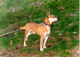 Mountain Feist Squirrel Dogs Zoe Fans Blog