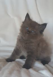 They are starting to think about looking for their new homes. Chocolate Point Ragdoll Kittens For Sale Cheap Buy Online