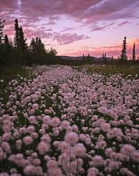 Goodnight Nature Aesthetic Flower Aesthetic Nature