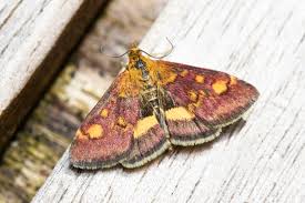 Image result for Pyrausta aerealis