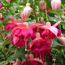 Fuchsia Garden News Hardy Fuchsias The Vernon Nursery Fuchsias Garden News Flowers Plants