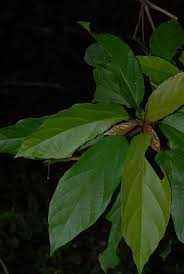 Image result for Alchornea laxiflora