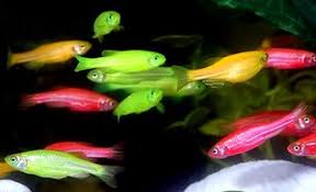 Check spelling or type a new query. Species Spotlight Zebra Danio Captive Aquatics An Aquarium And Ecology Blog