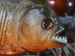 Facts About Piranhas Live Science
