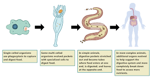 56 High Quality Common Cold Flow Chart