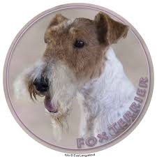 Image result for foxterier drsnosrstý