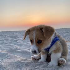 Find over 100+ of the best free puppy images. Baby Dog Explore Tumblr Posts And Blogs Tumgir
