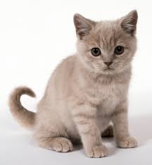Gambar Kucing Yang Comel Dan Gebu Gambarrrrrrr Kucing Lucu Gambar Lucu