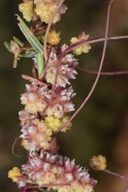 Image result for Cuscuta approximata