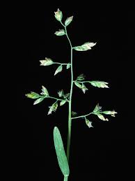 Image result for Poa binata