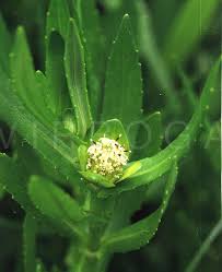 Image result for Enydra fluctuans