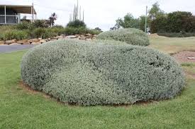 Image result for Rhagodia