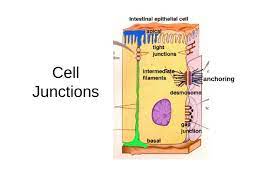 Maybe you would like to learn more about one of these? Cell Junctions Anchoring Types Of Cell Junctions In Plants Plasmodesmata In Animals Ecm Extra Cellular Matrix Tight Junctions Anchoring Junctions Ppt Powerpoint