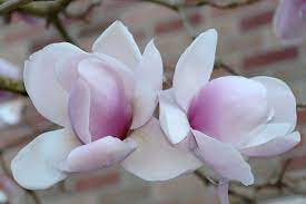 Magnolia Flower Meaning Flower Meanings Magnolia Flower Flowers