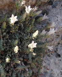 Image result for Euclasta