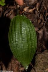 Image result for Eulophia elegans