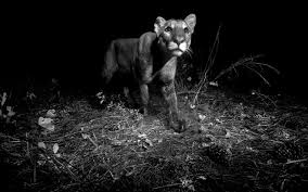 What is the national animal of florida? Help Save The Florida Panther