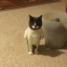 Meet seven, she is a delightful destructive moron who loves crawling under low furniture. Cursed Cat Image Explore Tumblr Posts And Blogs Tumgir
