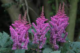Astilbe False Goat S Beard A To Z Flowers