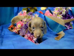 Miniature Silver Dapple Dachshunds Sale 01 2022