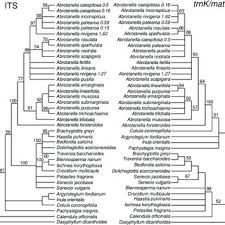 Image result for Asterochaete angustissima