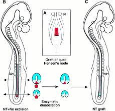 In higher vertebrates, the notochord exists transiently and has at least two important functions. The Relationships Between Notochord And Floor Plate In Vertebrate Development Revisited Pnas