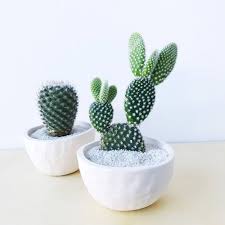 It takes about 20 years for old man cactus to flower. 25 Best Indoor Cactus Plants For Home Balcony Garden Web