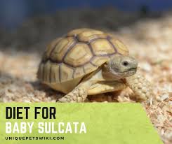 You are going to take care of it more than you do. Baby Sulcata Tortoise Diet What Does Baby Sulcata Tortoise Eat