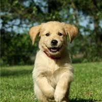 Located in massapequa, ny effective immediately, luxury puppies is proud to offer free home delivery for all puppies. Luxury Puppies 2 U The Best Long Island Puppy Boutique Puppies Retriever Puppy Dogs Golden Retriever