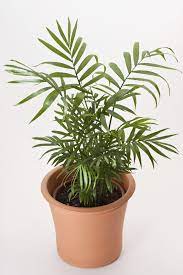 Parlor palms, also known by the common names neanthe bella palm and neanthe palm, are members of the arecaceae family. Parlor Palm Houseplant Care Caring For Indoor Parlor Palm Plants