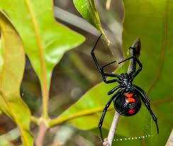 That's how black widow spiders came to england. The Four Most Venomous Spiders In North Carolina