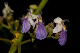 Image result for Vitex ferruginea