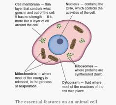 You need to be able to recognise, draw and interpret images of cells, so practice drawing and labelling animal and plant cells as part of your revision. Gcse Edexcel Biology Topic 1 Revision Cards In Gcse Biology