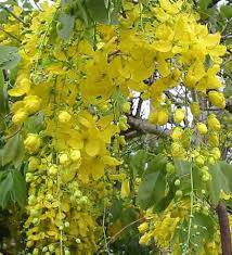 Image result for Cassia angolensis