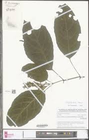 Image result for Saintpauliopsis lebrunii