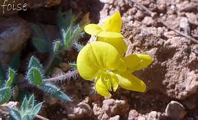 La grande mauve ou mauve sylvestre (malva sylvestris) porte encore différents autres noms tels que mauve sauvage ou mauve des bois ou encore herbe à fromage !en revanche, elle ne doit être confondue ni avec la lavatère arbustive dite mauve en arbre ni avec l'althéa également appelé mauve en arbre (hibiscus syriacus) ni avec la rose trémière ni avec la mauve du cap (anisodontea. Lotier De Delort Blog Vegetal
