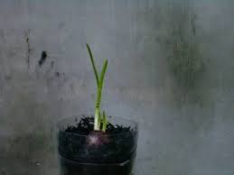 Maybe you would like to learn more about one of these? 6 Cara Menanam Hidroponik Bawang Merah Ilmubudidaya Com