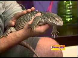 Federico varano is an italian professional footballer who plays for italian club mantova. Contacto Animal Lagarto Varano Youtube